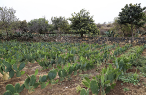 Image of farm in Milpa Alta